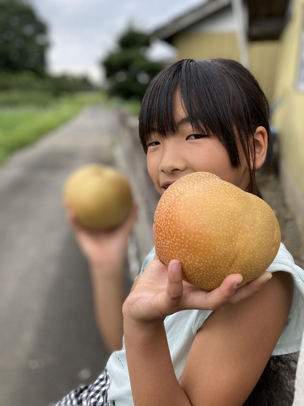 山田観光梨園の紹介写真1