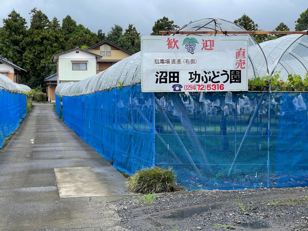 沼田功ぶどう園の紹介写真1