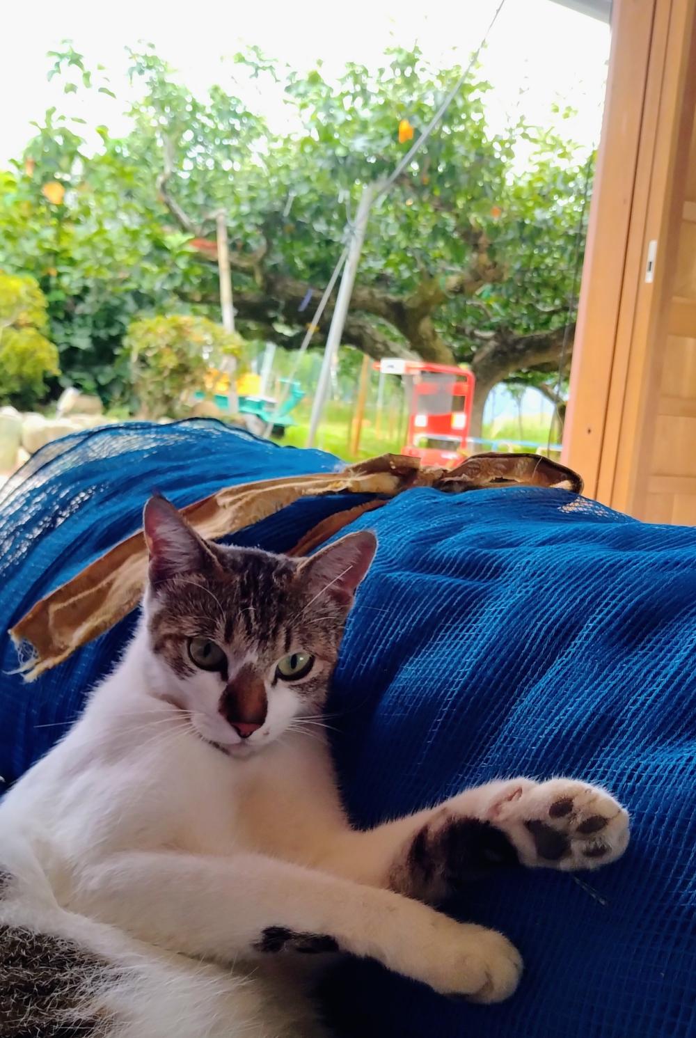 庄司観光梨園の紹介写真1