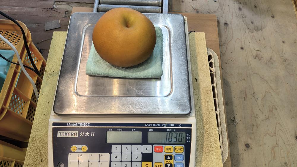 果樹園せいよう (選果場）の紹介写真1