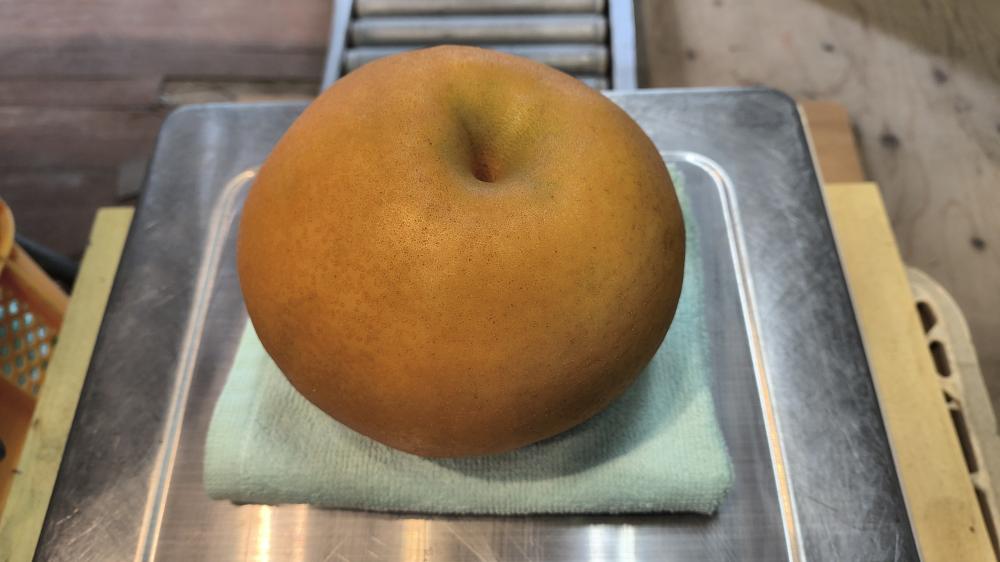 果樹園せいよう (選果場）の紹介写真2