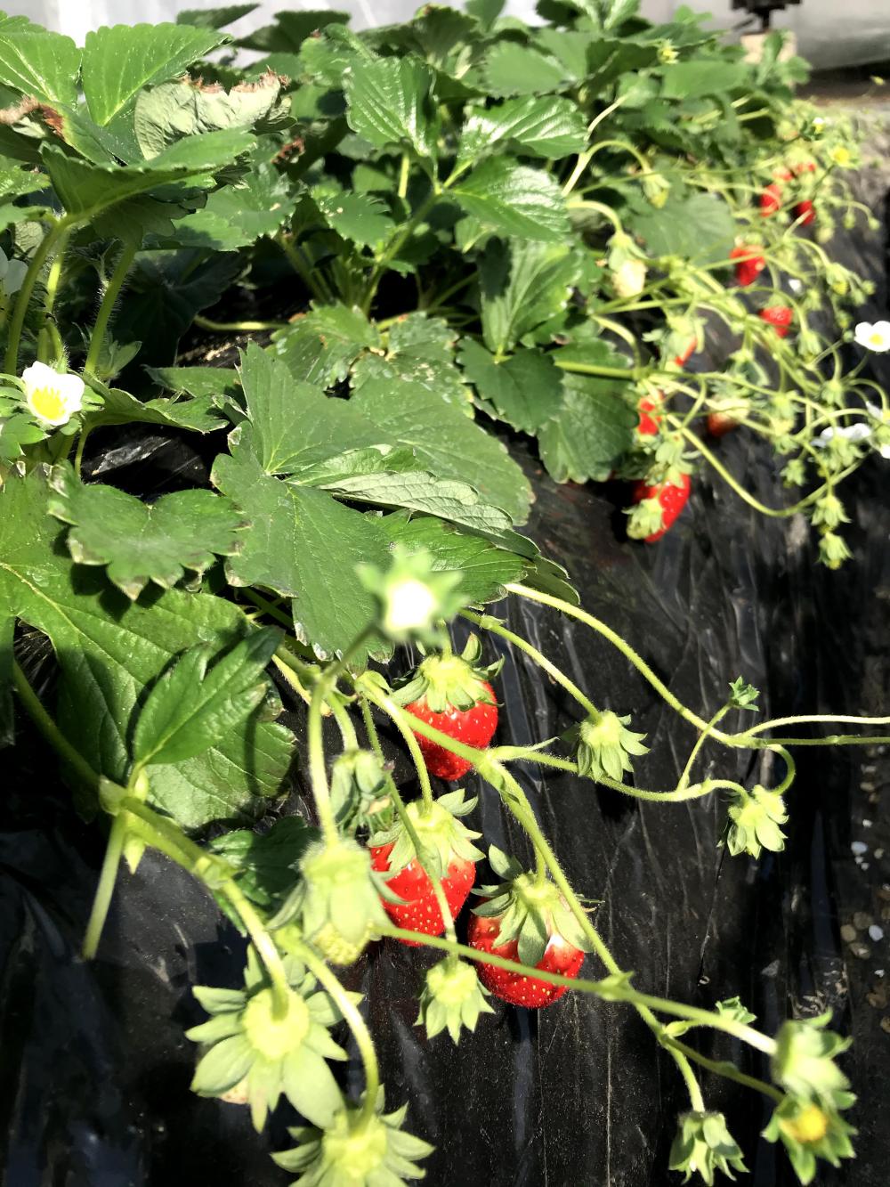 萩谷いちご園の紹介写真3