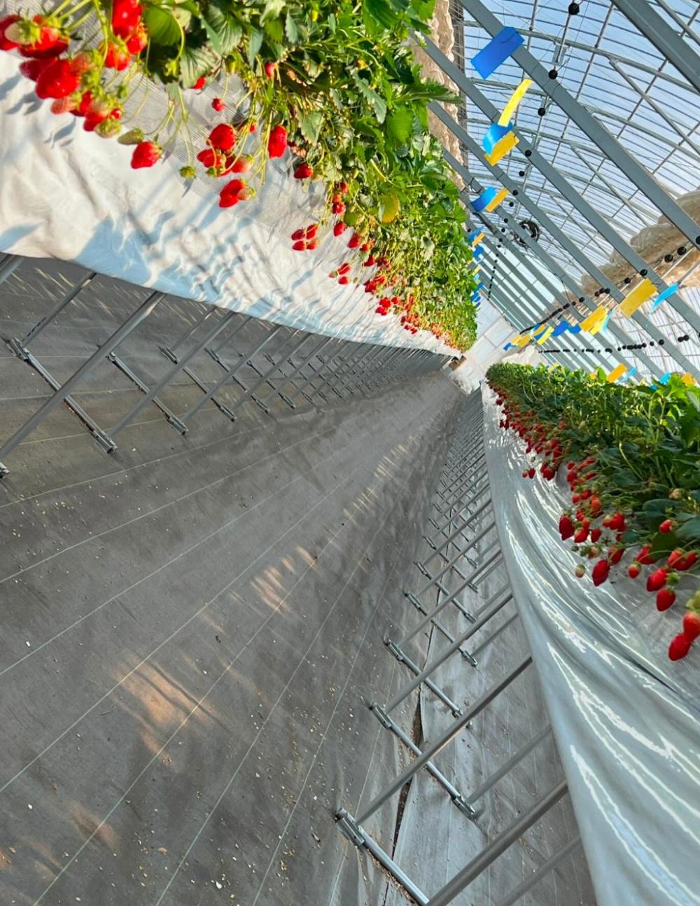 道の駅ひたちおおた（檜山いちご園）の紹介写真2