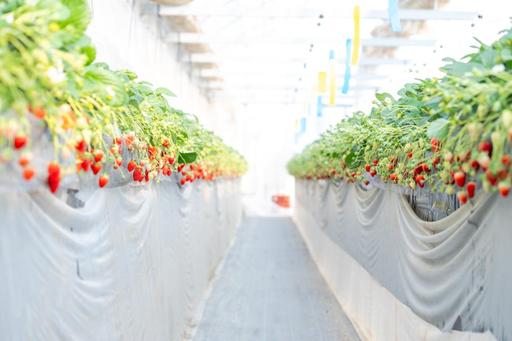 道の駅ひたちおおた（檜山いちご園）の紹介写真2
