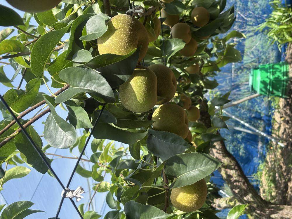 中村義雄梨園の紹介写真1