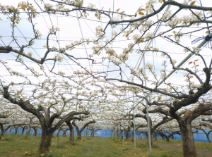 梨の花R5-1