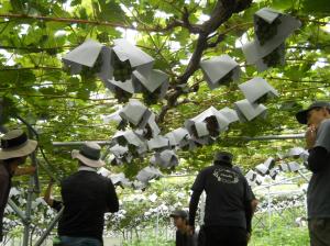 ぶどう部会青年部ほ場見回り