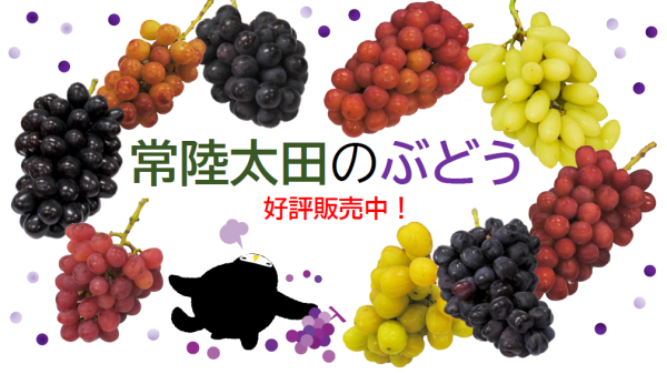 ぶどう販売中