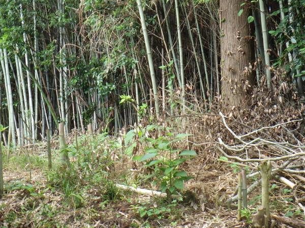 荒廃竹林補助イメージ(3)