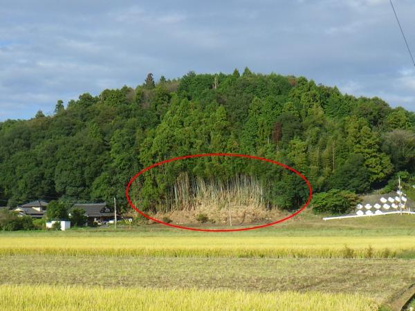 荒廃竹林補助イメージ(2)