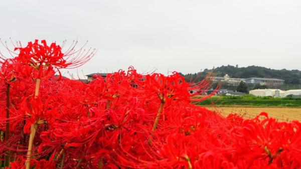 推し活ひたちおおたR7.12掲載(11)