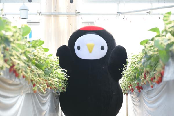 いちごハウスじょうづる