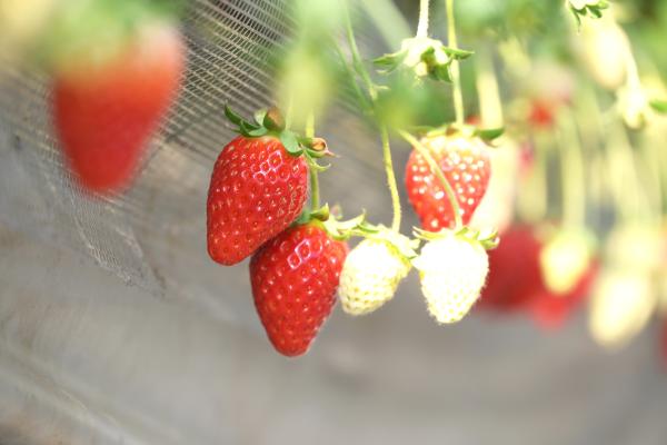 ハウスいちご(1)