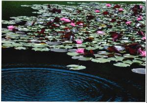 フォトコンテスト（優秀賞）萩庭隆