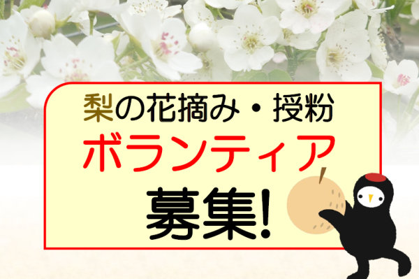 R8梨ボランティア募集