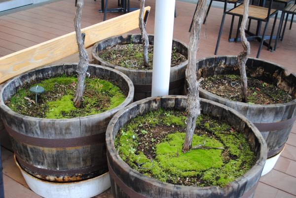 R8道の駅ぶどう棚剪定1