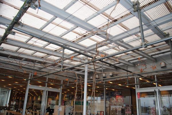 R8道の駅ぶどう棚剪定2