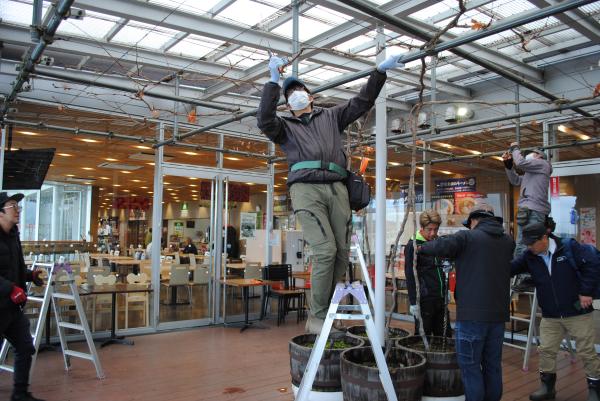 R8道の駅ぶどう棚剪定3