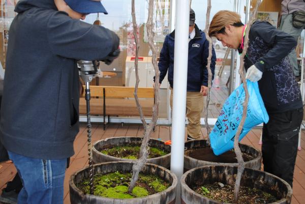 R8道の駅ぶどう棚剪定4