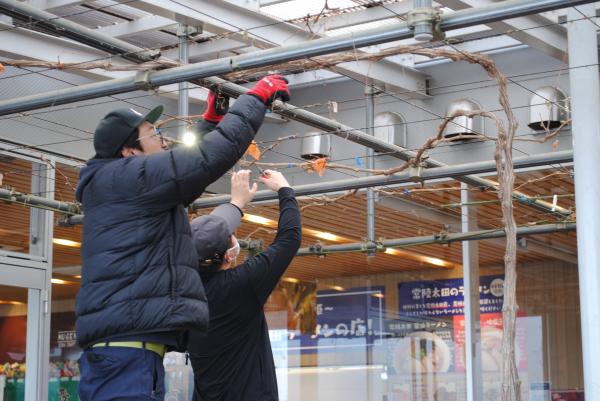 R8道の駅ぶどう棚剪定5