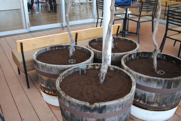 R8道の駅ぶどう棚剪定6