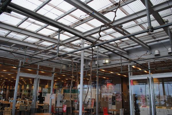 R8道の駅ぶどう棚剪定8