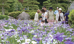 花菖蒲まつり