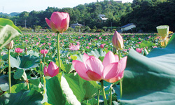 親沢池親水公園のハスの花