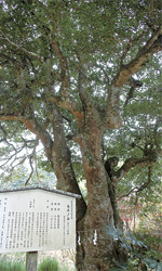 東金砂神社のモチノキ