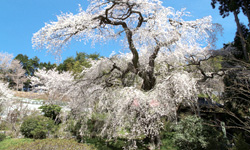 泉福寺のシダレザクラ