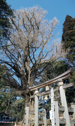 施設：西金砂神社のイチョウ