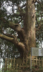 施設：武生神社の太郎杉