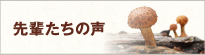 先輩たちの声