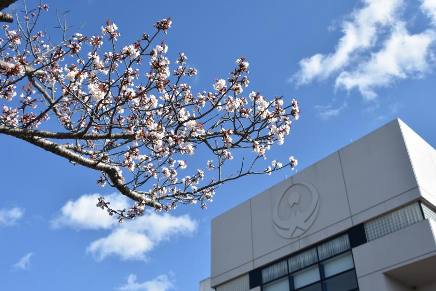 市役所本庁舎桜