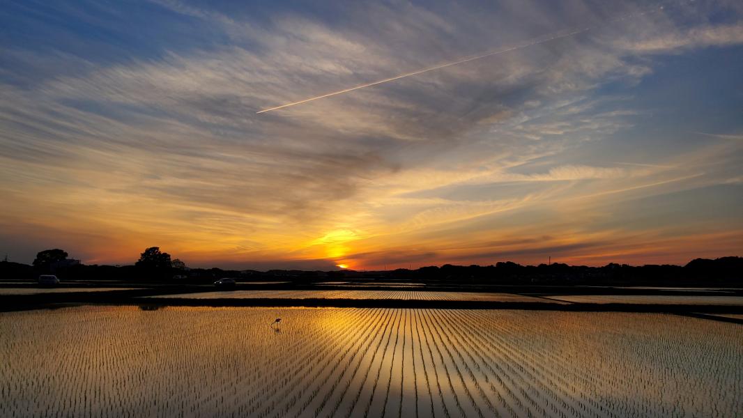 夕暮れの田んぼ