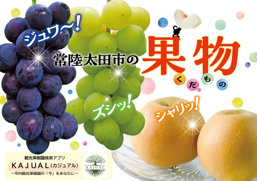 常陸太田市の梨・ぶどうが旬を迎えています