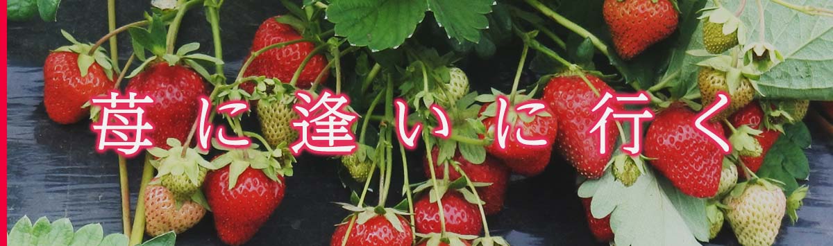 苺に逢いに行く