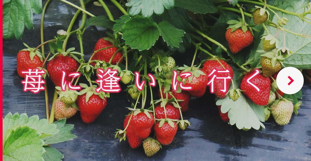 苺に逢いに行く